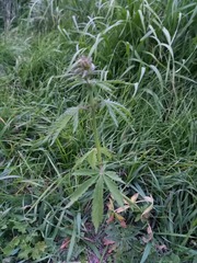 Cannabis sativa spontanea