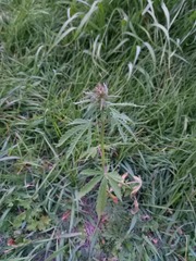Cannabis sativa spontanea