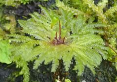 Dendrohypopterygium filiculiforme