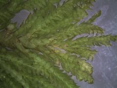 Dendrohypopterygium filiculiforme