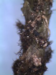 Dendrohypopterygium filiculiforme