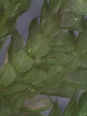 Dendrohypopterygium filiculiforme