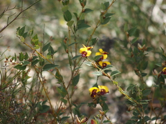 Bossiaea ornata