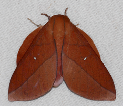 Adeloneivaia pelias