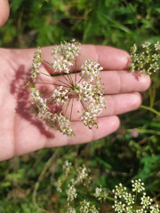 Pimpinella