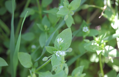 Stellaria arvalis