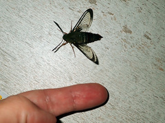 Cephonodes lifuensis