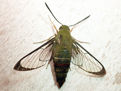 Cephonodes lifuensis