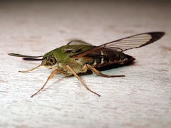 Cephonodes lifuensis