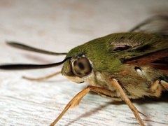 Cephonodes lifuensis
