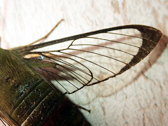 Cephonodes lifuensis