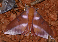 Othorene purpurascens