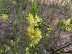 Acacia flexifolia