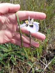 Moraea villosa