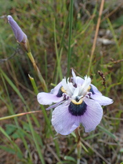 Moraea villosa