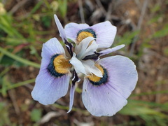 Moraea villosa