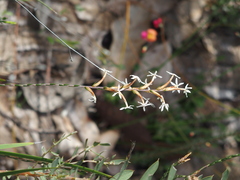 Lysinema