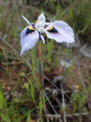 Moraea villosa
