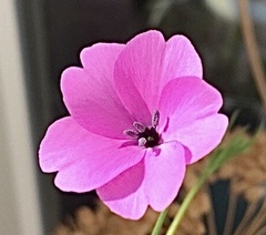 Eudianthe coeli-rosa