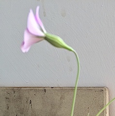 Eudianthe coeli-rosa