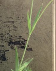 Eudianthe coeli-rosa