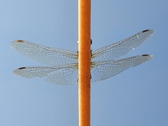 Sympetrum striolatum