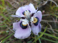 Moraea villosa