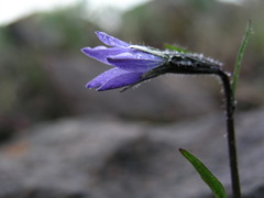 Campanula uniflora