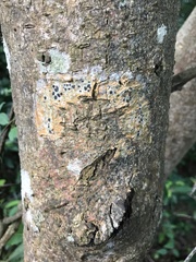 Sarcographa tricosa