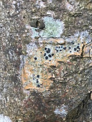 Sarcographa tricosa