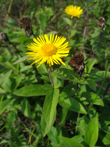 Pentanema hirtum