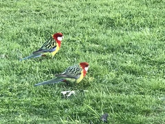 Platycercus eximius diemenensis