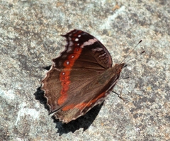 Precis archesia archesia