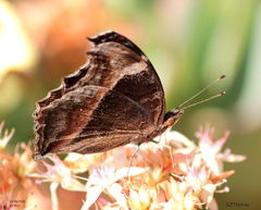 Precis archesia archesia