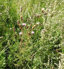 Cirsium arvense arvense