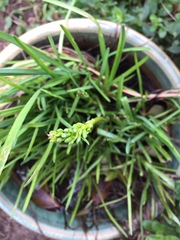 Kniphofia pauciflora