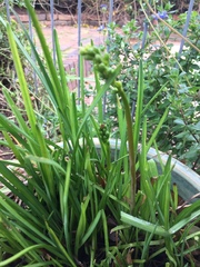 Kniphofia pauciflora