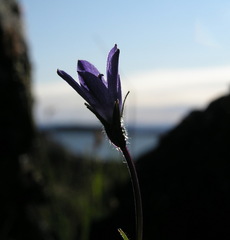 Campanula uniflora