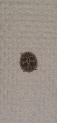 Cycloneda vogli