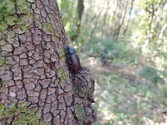 Lucanus tetraodon