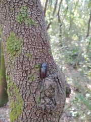Lucanus tetraodon