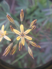 Triteleia ixioides anilina
