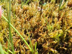 Sarmentypnum exannulatum