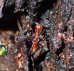 Anochetus