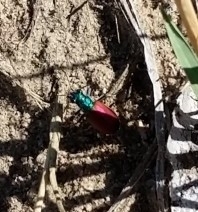Cicindela scutellaris scutellaris