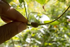 Neolasioptera convolvuli