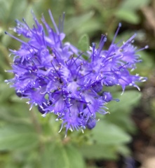 Caryopteris × clandonensis