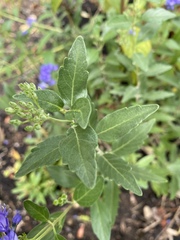 Caryopteris × clandonensis