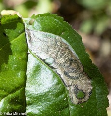 Stigmella rhamnicola