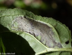 Stigmella rhamnicola
